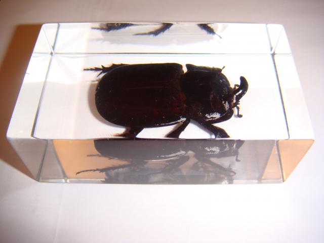 Насекомые в Акриле НЕ из Журнала