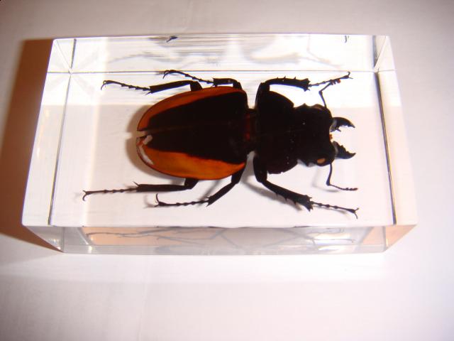 Насекомые в Акриле НЕ из Журнала