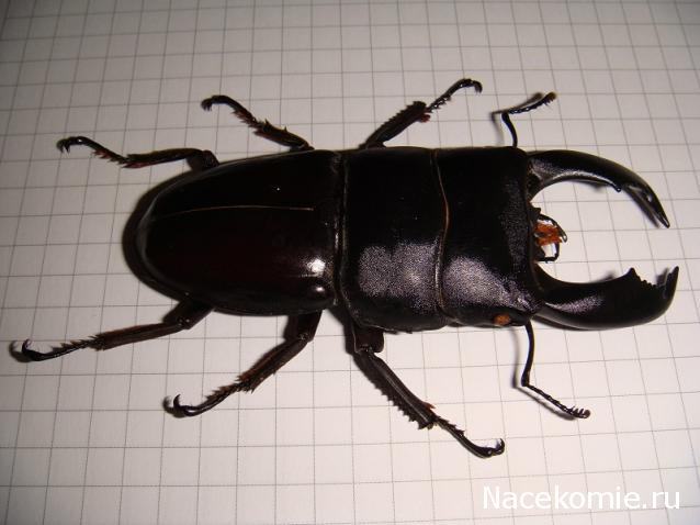 Насекомые №33 Доркус-Титан (Dorcus titanus) фото, обсуждение