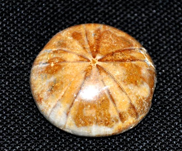 Коллекция минералов и окаменелостей Eliza