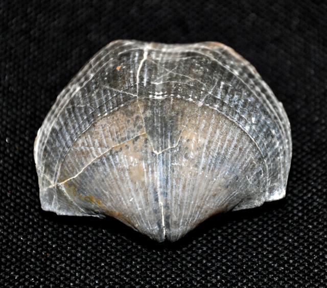 Коллекция минералов и окаменелостей Eliza