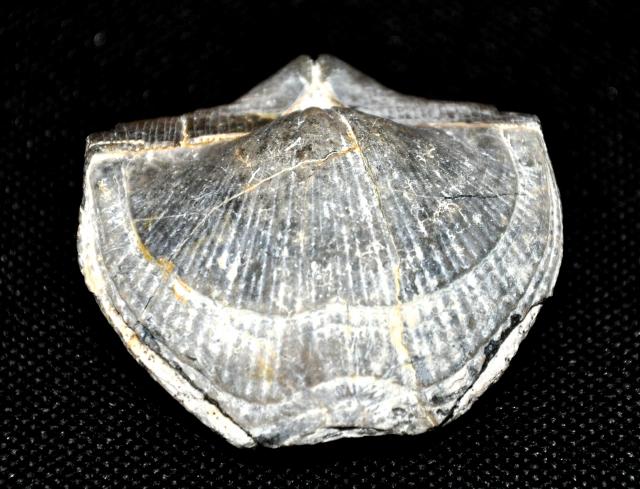 Коллекция минералов и окаменелостей Eliza