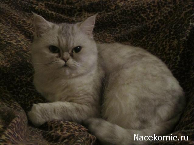 Фото кошек)))))