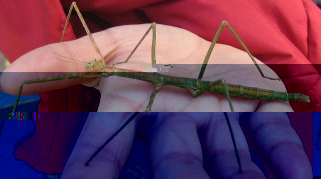 Фото насекомых (не из журнала)