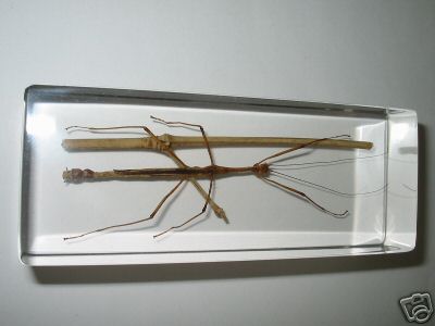 Насекомые №9 Восточный палочник (Phasmatidae) фото, обсуждение