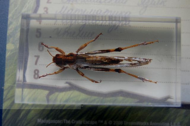 Насекомые №6 Перелетная саранча (Locusta migratoria) фото, обсуждение
