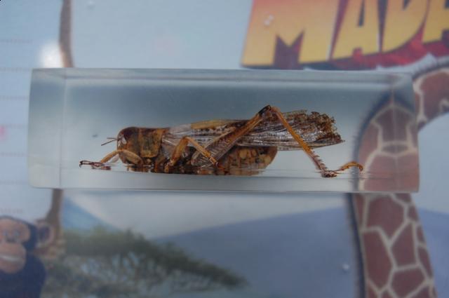 Насекомые №6 Перелетная саранча (Locusta migratoria) фото, обсуждение