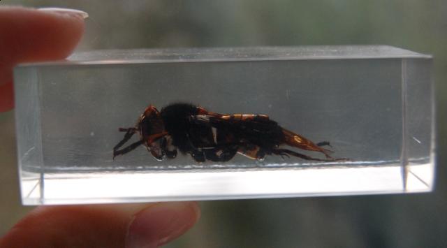 Насекомые №13 Шершень (Vespa sp.) фото, обсуждение