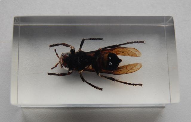 Насекомые №13 Шершень (Vespa sp.) фото, обсуждение