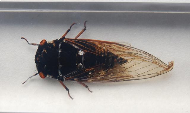 Насекомые №15 Цикада (Cryptotympana sp.) фото, обсуждение