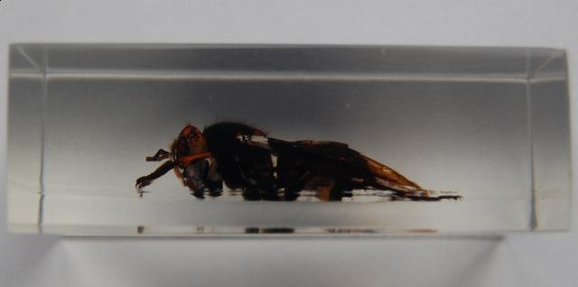 Насекомые №13 Шершень (Vespa sp.) фото, обсуждение