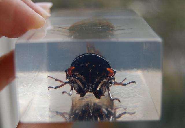 Насекомые №15 Цикада (Cryptotympana sp.) фото, обсуждение