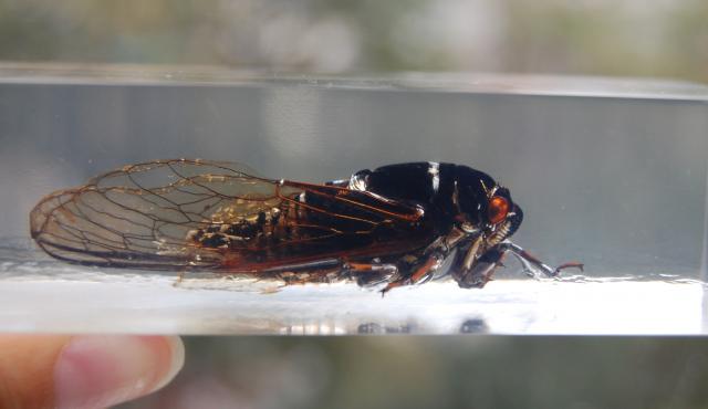 Насекомые №15 Цикада (Cryptotympana sp.) фото, обсуждение