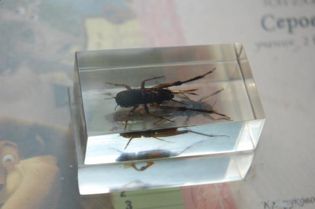 Насекомые №6 Перелетная саранча (Locusta migratoria) фото, обсуждение