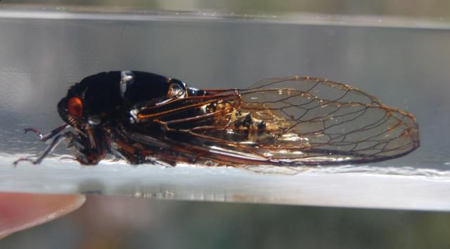 Насекомые №15 Цикада (Cryptotympana sp.) фото, обсуждение