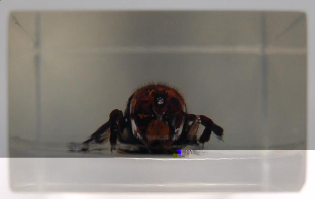 Насекомые №13 Шершень (Vespa sp.) фото, обсуждение