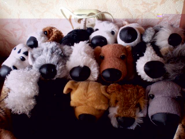 The Dog Collection №16 Веймаранер