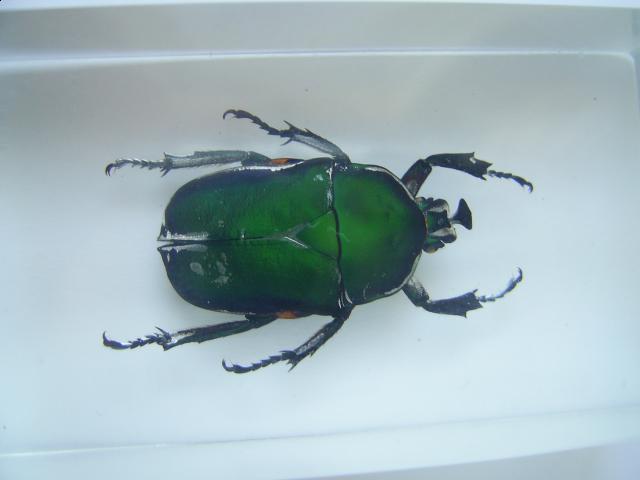 Насекомые №5 Изумрудный Жук (Trigonophorus sp.) Фото