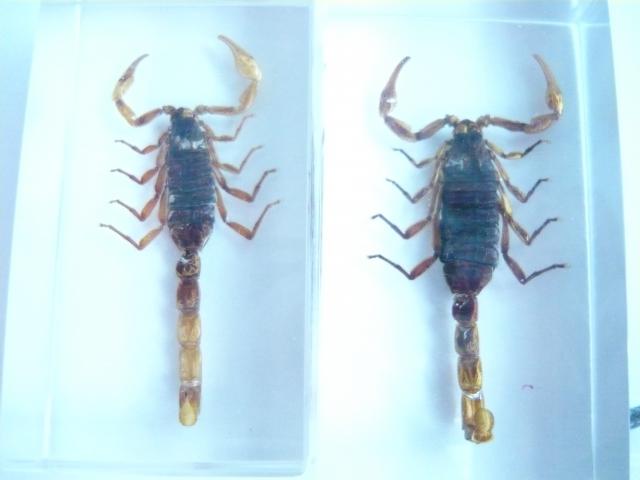 Насекомые №1 Маньчжурский Золотой Скорпион (Mesobuthus martensi) Фото