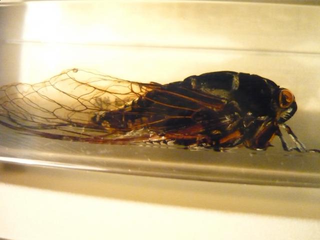 Насекомые №15 Цикада (Cryptotympana sp.) фото, обсуждение