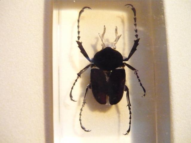 Насекомые №7 Формосская Бронзовка (Dicronocephalus) фото, обсуждение