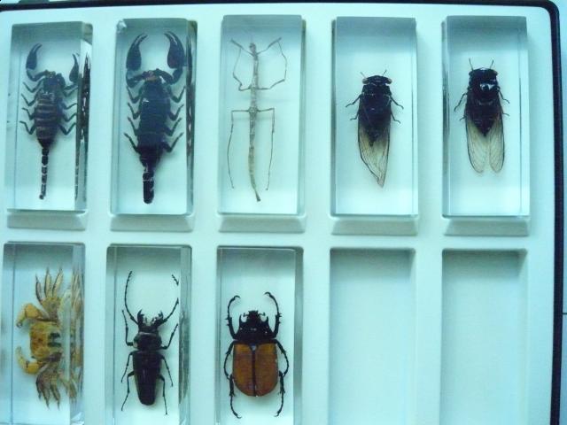 Насекомые №15 Цикада (Cryptotympana sp.) фото, обсуждение