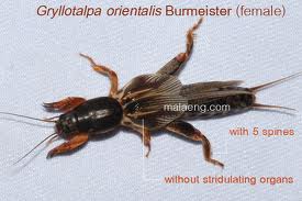 Насекомые №11 Медведка (Gryllotalpa orientalis) фото, обсуждение