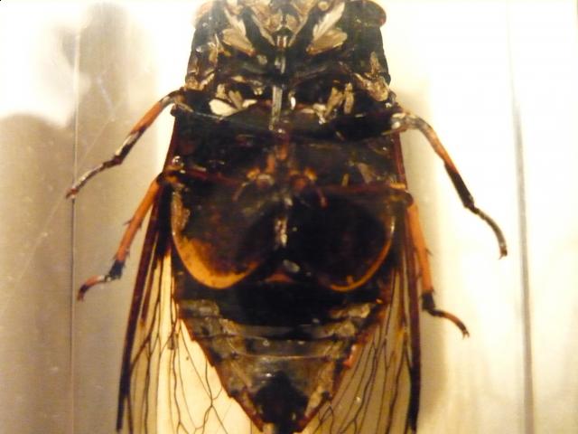 Насекомые №15 Цикада (Cryptotympana sp.) фото, обсуждение