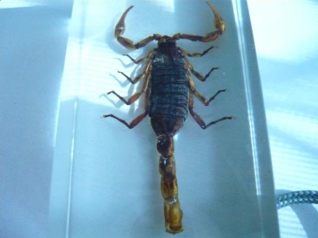 Насекомые №1 Маньчжурский Золотой Скорпион (Mesobuthus martensi) Фото