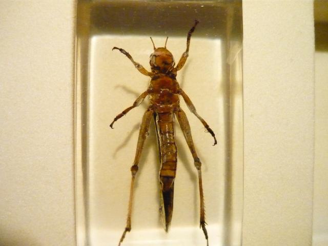 Насекомые №6 Перелетная саранча (Locusta migratoria) фото, обсуждение
