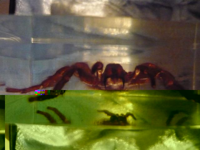 Насекомые в Акриле НЕ из Журнала