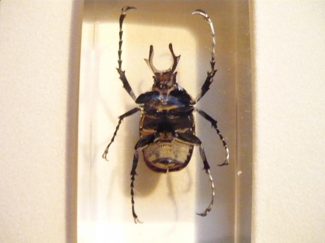 Насекомые №7 Формосская Бронзовка (Dicronocephalus) фото, обсуждение