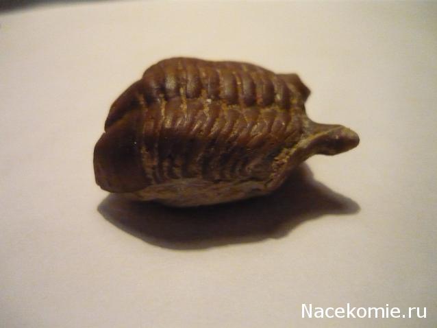 maral