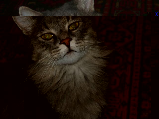 Фото кошек)))))