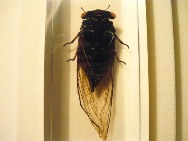 Насекомые №15 Цикада (Cryptotympana sp.) фото, обсуждение