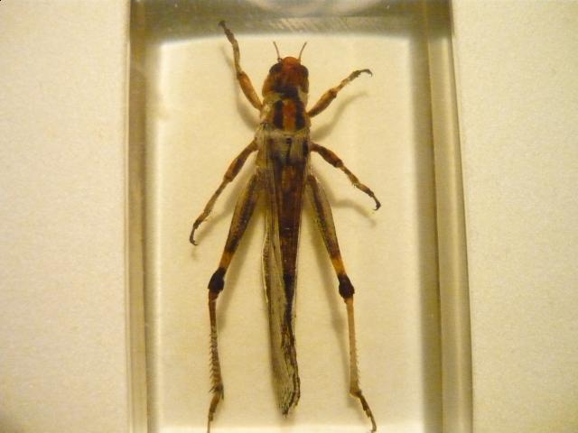 Насекомые №6 Перелетная саранча (Locusta migratoria) фото, обсуждение
