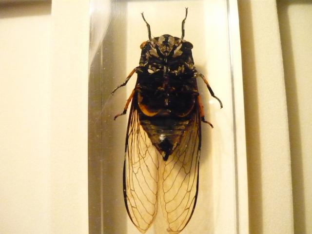 Насекомые №15 Цикада (Cryptotympana sp.) фото, обсуждение