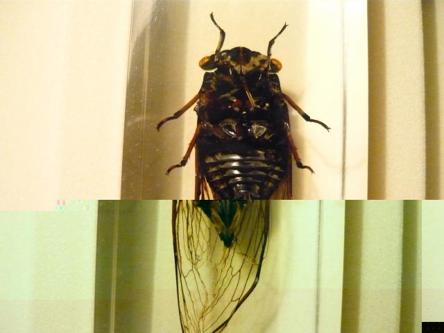 Насекомые №15 Цикада (Cryptotympana sp.) фото, обсуждение