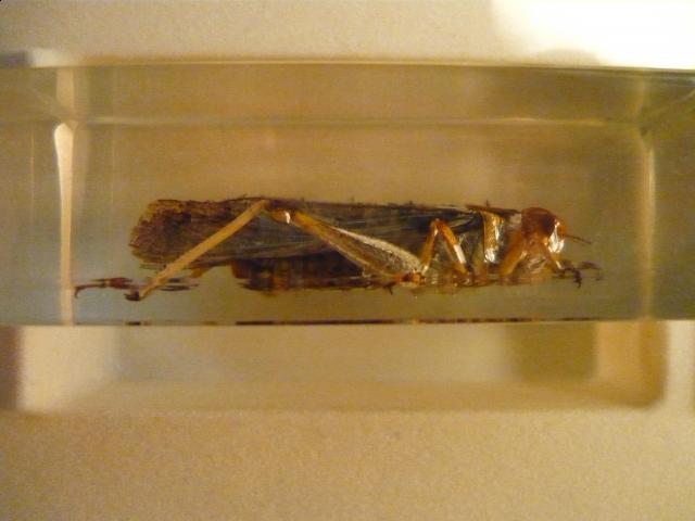 Насекомые №6 Перелетная саранча (Locusta migratoria) фото, обсуждение
