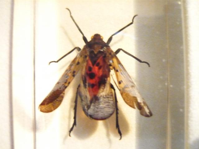 Насекомые №18 Свинушка Экзотическая (Lycorma sp.) фото, обсуждение