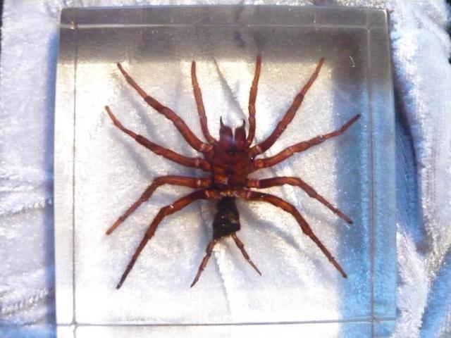 Насекомые в Акриле НЕ из Журнала