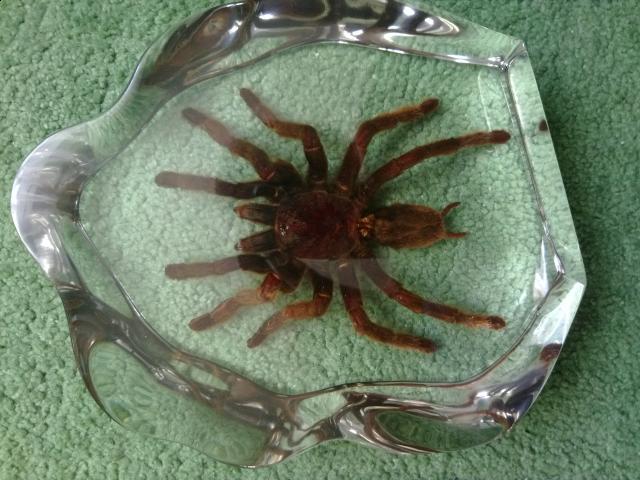 Насекомые в Акриле НЕ из Журнала