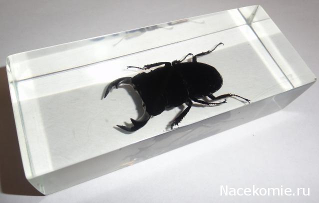 Насекомые №33 Доркус-Титан (Dorcus titanus) фото, обсуждение