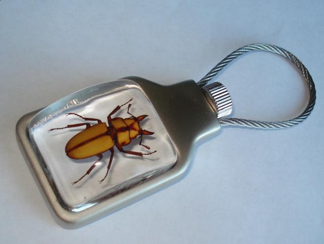 Насекомые в Акриле НЕ из Журнала