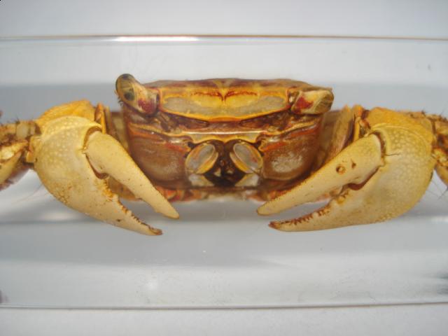 Насекомые в Акриле НЕ из Журнала