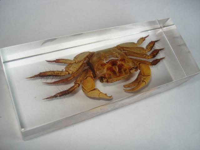 Насекомые в Акриле НЕ из Журнала