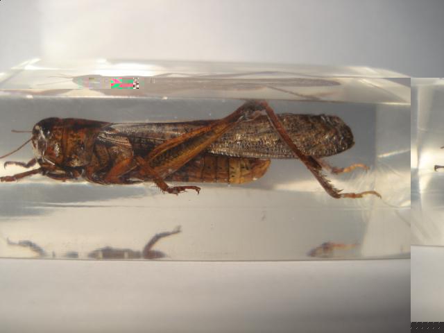 Насекомые №6 Перелетная саранча (Locusta migratoria) фото, обсуждение