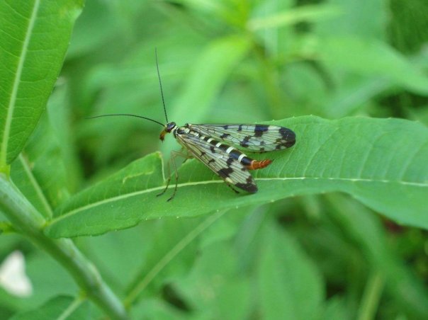 Фото насекомых (не из журнала)