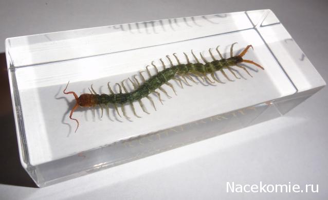 Насекомые №38 Сколопендра (Scolopendridae) фото, обсуждение