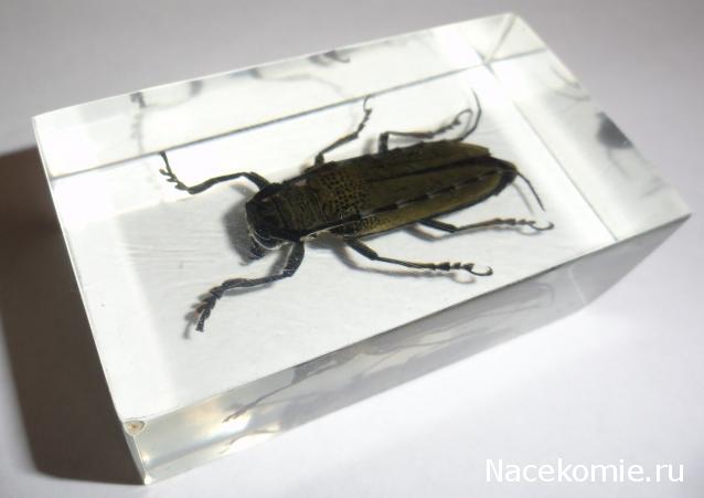 Насекомые №32 Усач-Батоцера (Batoceras sp.) фото, обсуждение